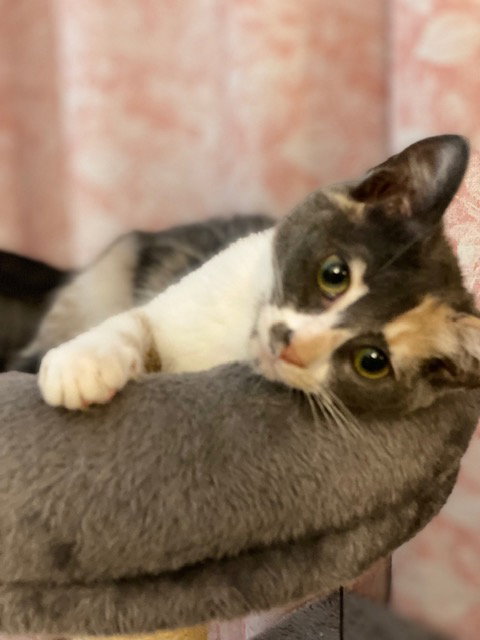 Priscilla photo 2