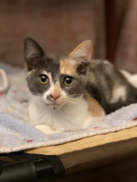 Priscilla image 3