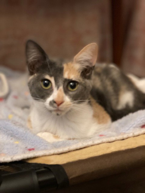 Priscilla photo 3