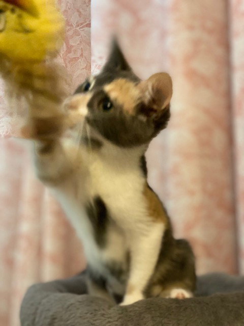 Priscilla