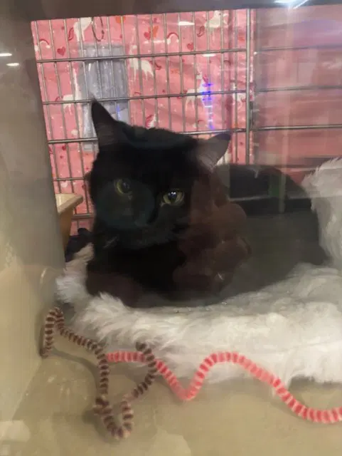 Erasmus - Domestic Short Hair
