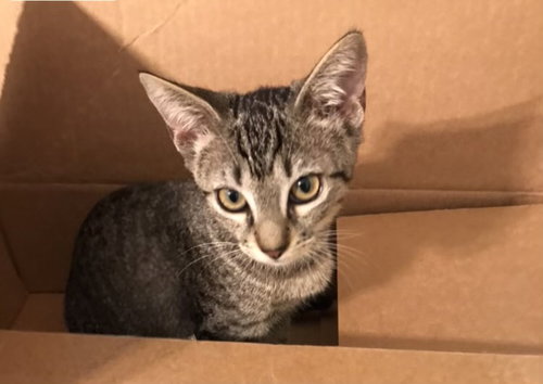 Mimi
