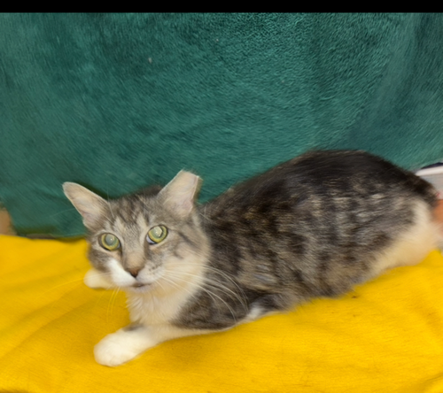 Willow photo 2