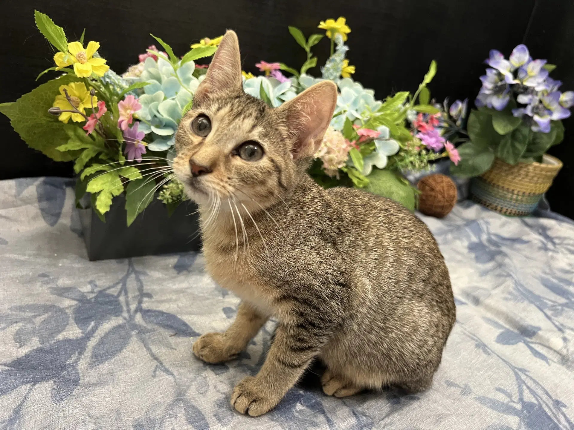 Lars - Tabby