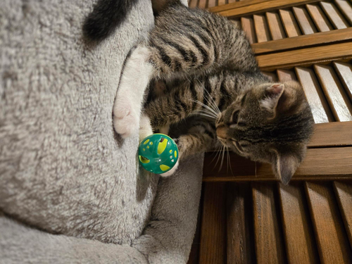 Dexter photo 3