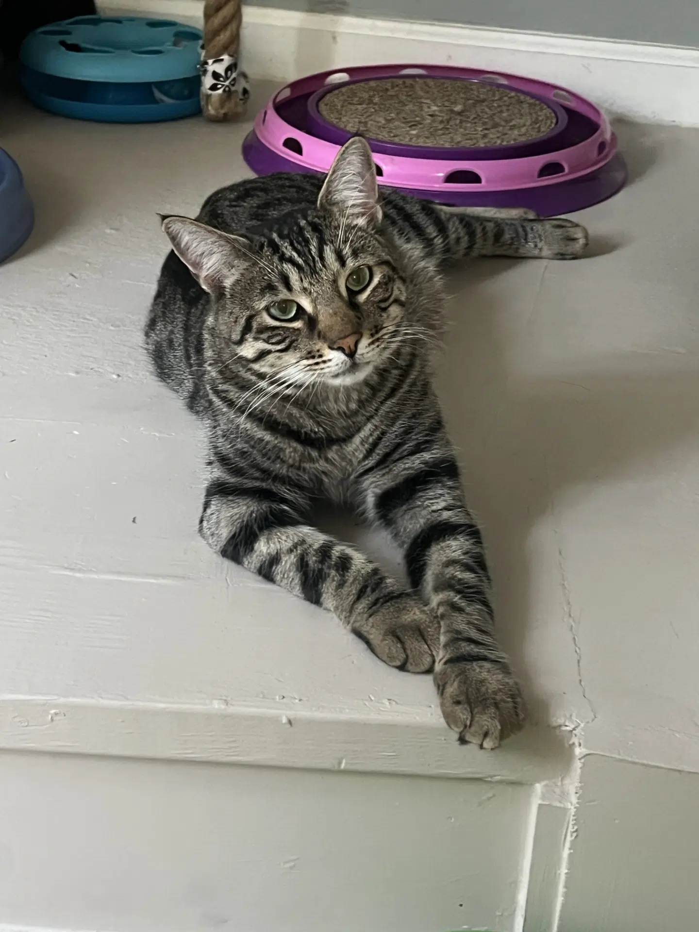 Trill - Tabby