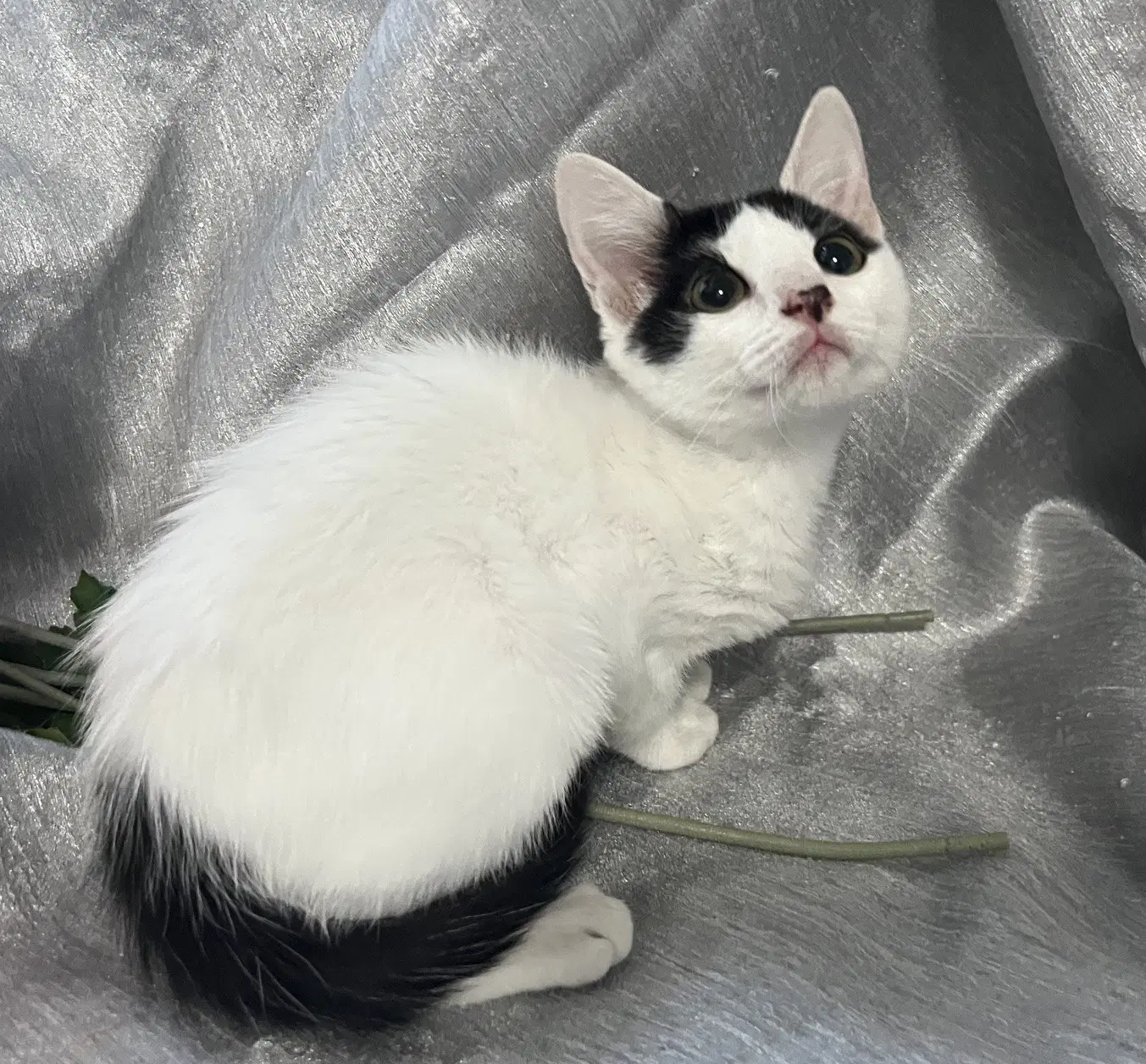 Mitzi - Domestic Short Hair