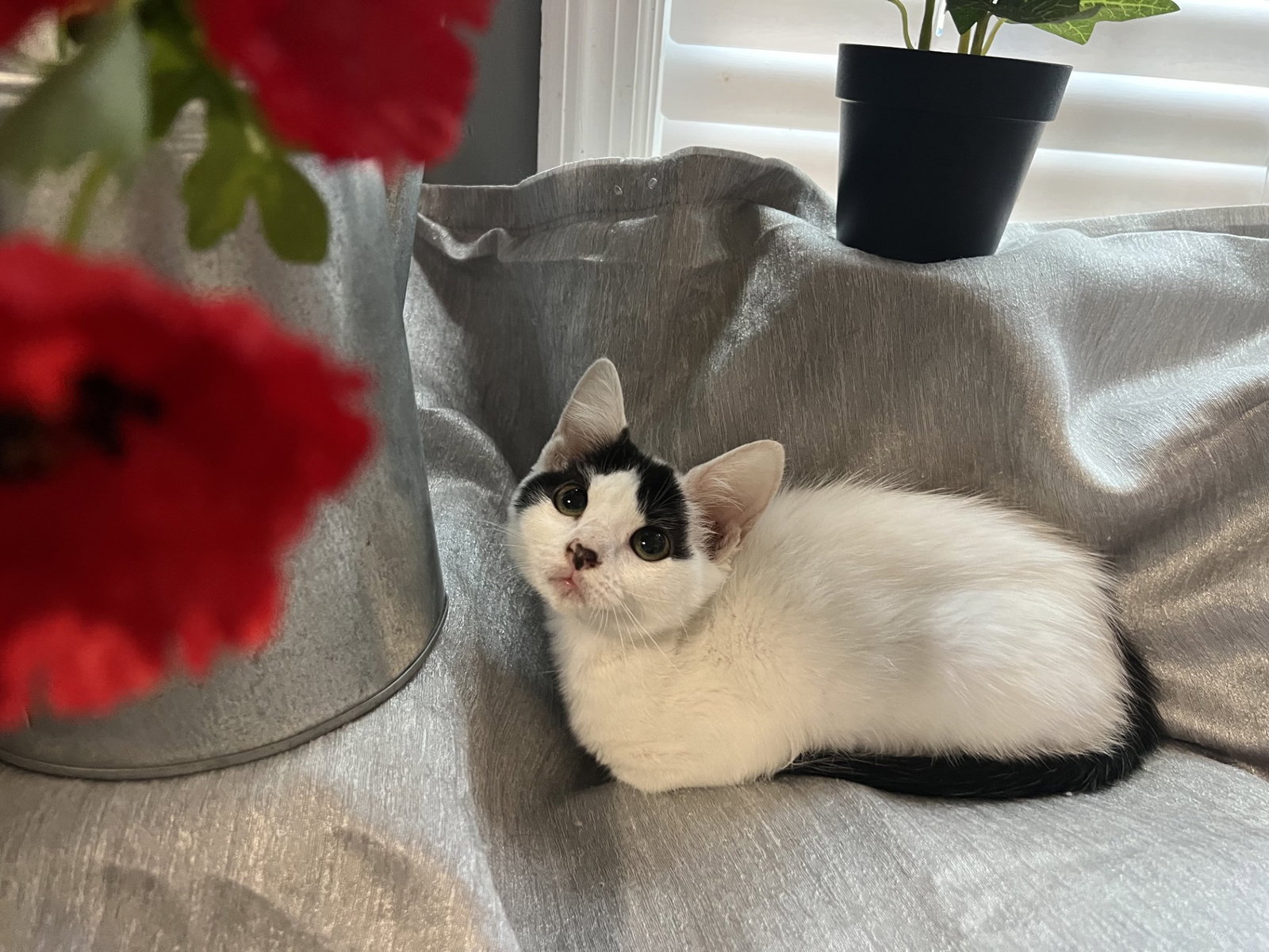 Mitzi, photo 2