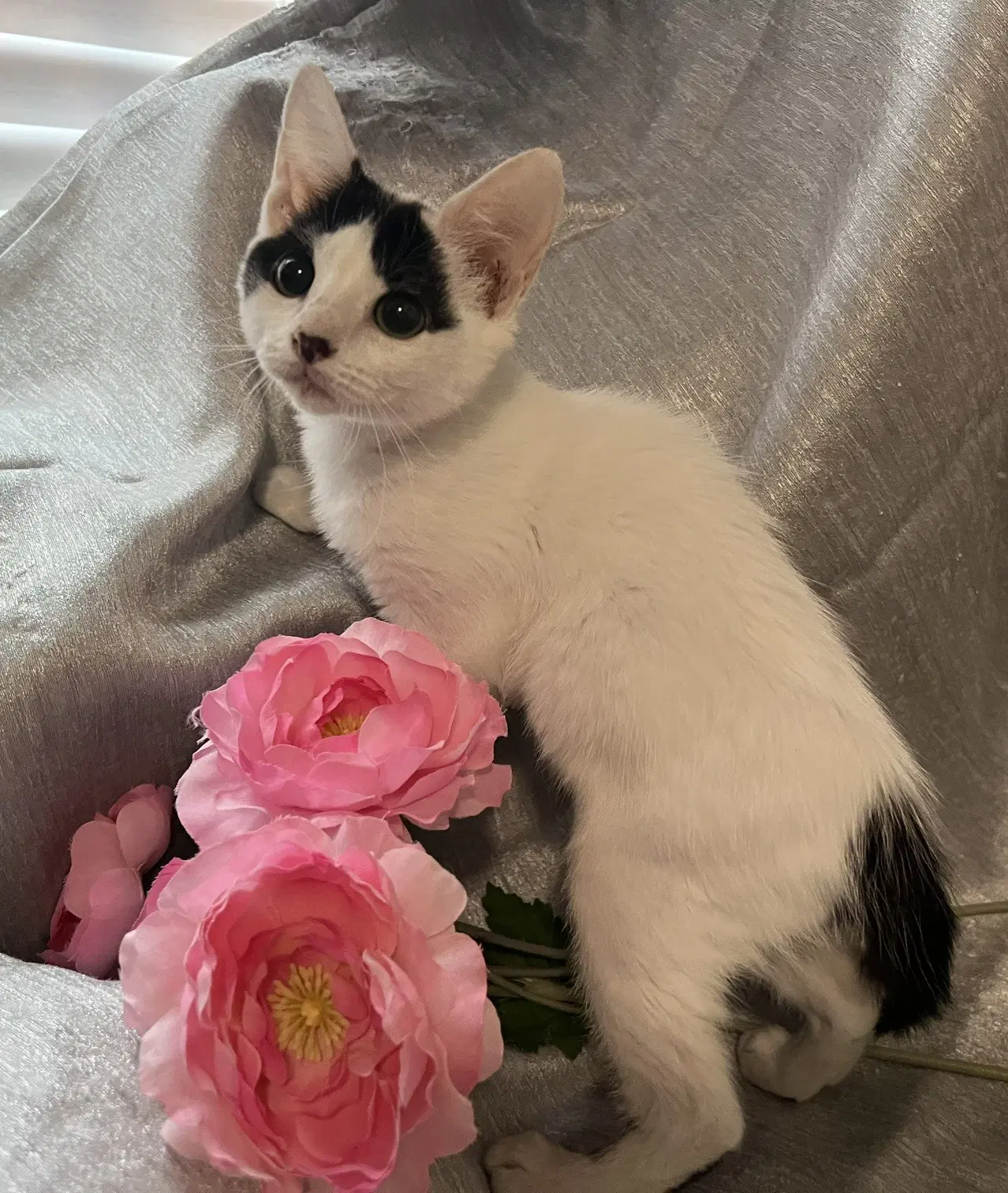 Mitzi image 4