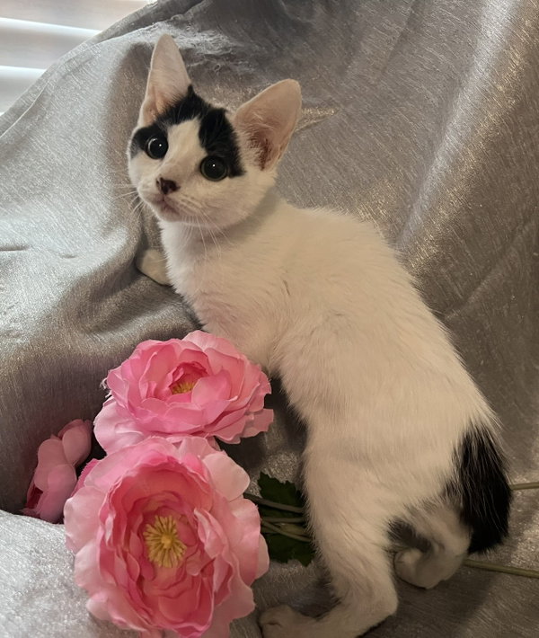 Mitzi