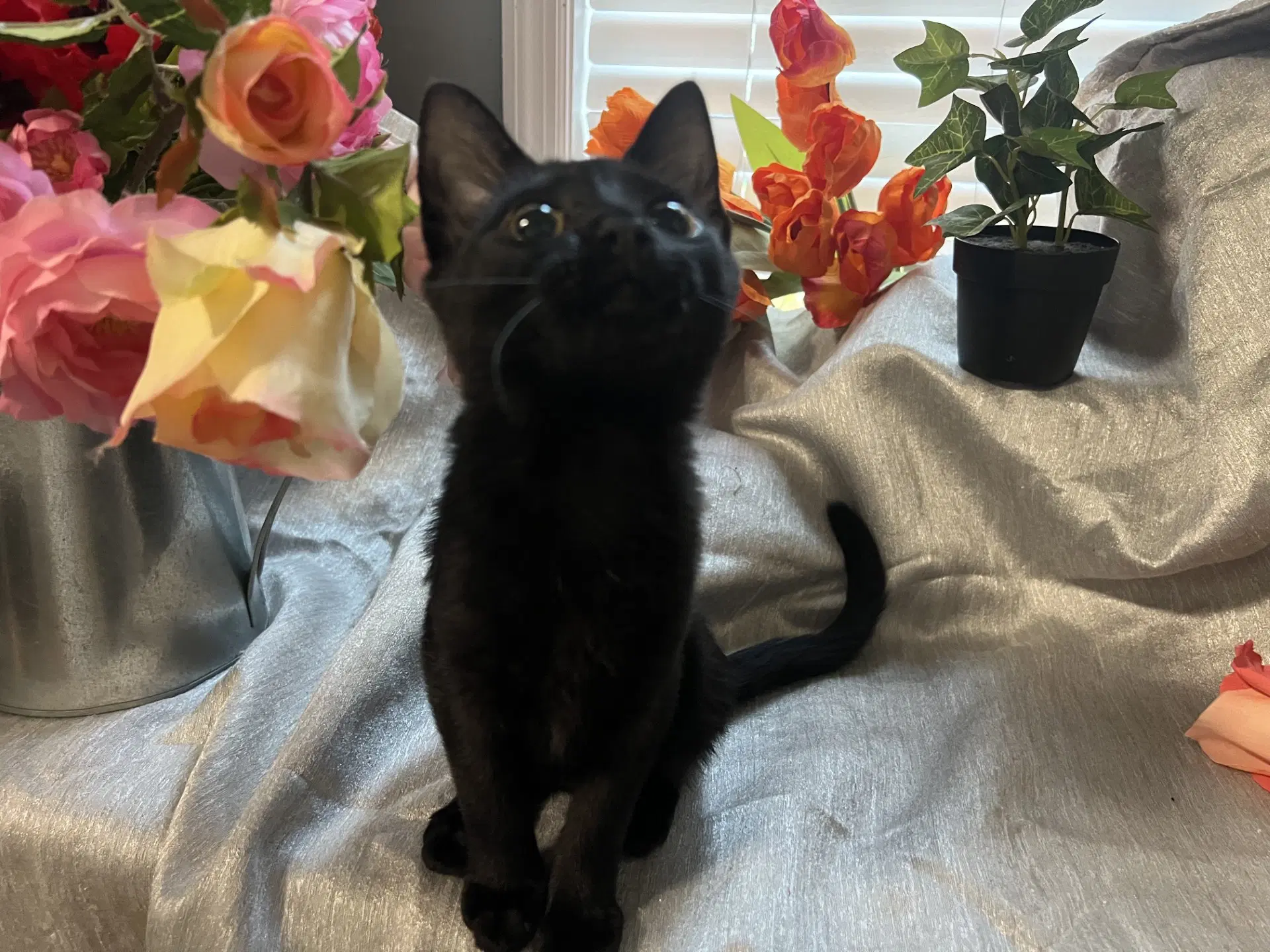 Mae - Domestic Short Hair