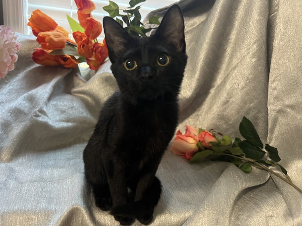 Mae
