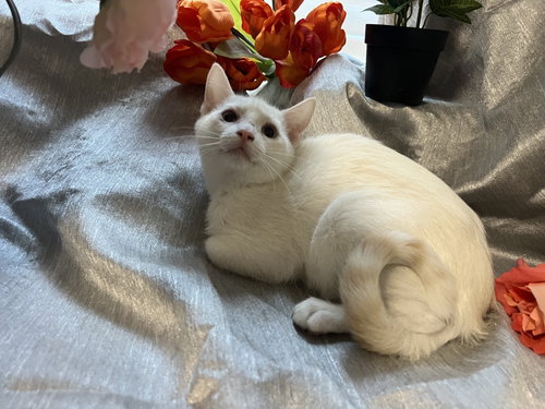 Nemo, a cat for adoption from RescueCats, Inc.