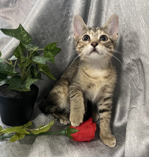 Quark, a cat for adoption from RescueCats, Inc.