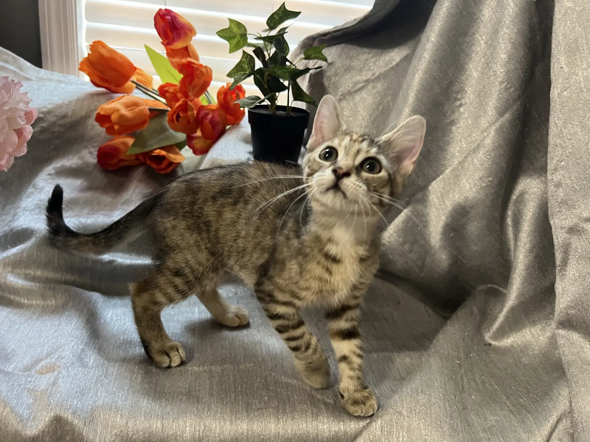 Quillie - Tabby