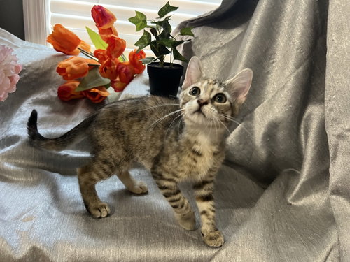 Quillie, a cat for adoption from RescueCats, Inc.