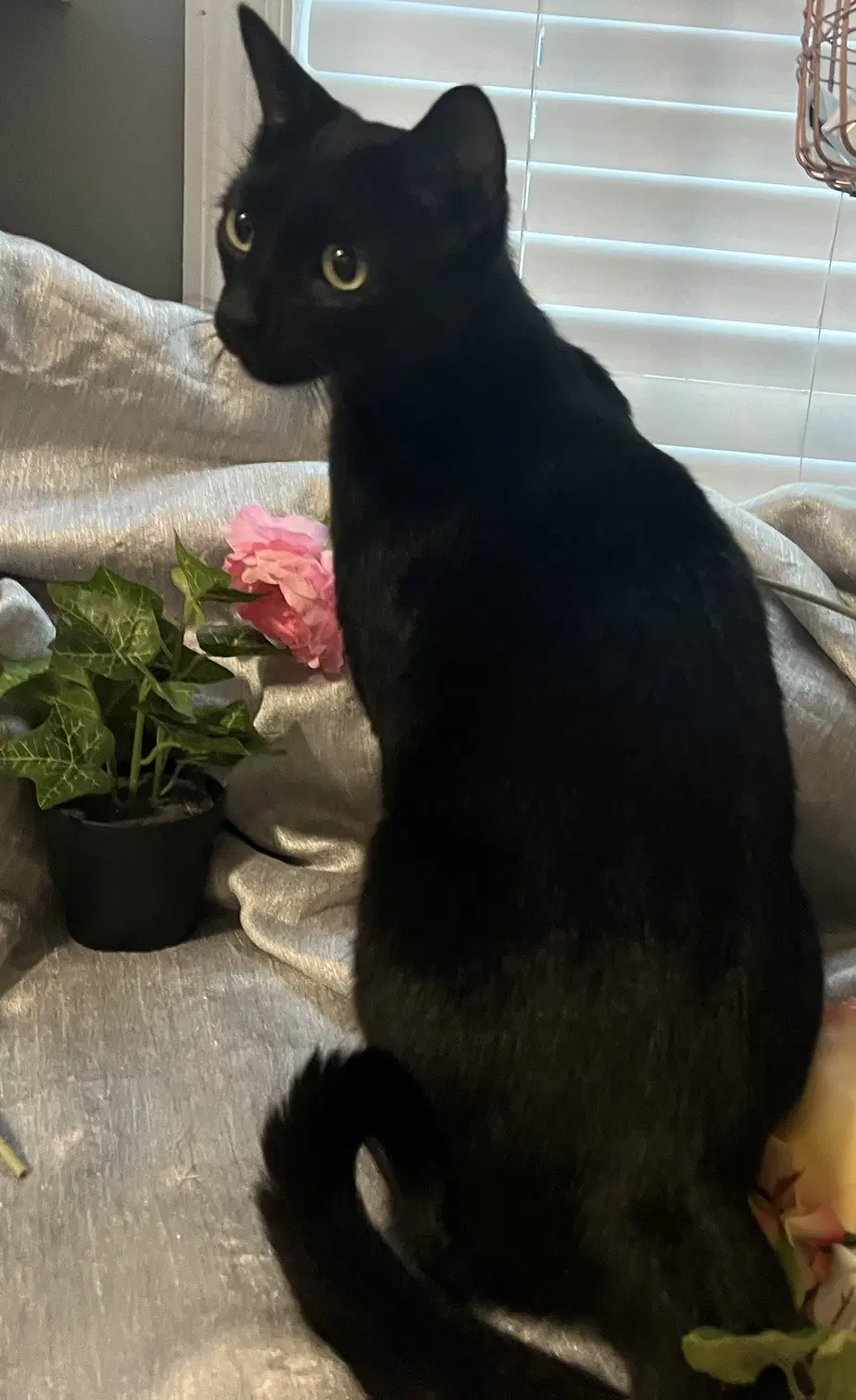 Dior- Aka Chimuelo - Domestic Short Hair