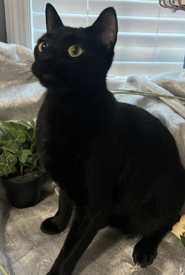 Dior-- Aka: Chimuelo