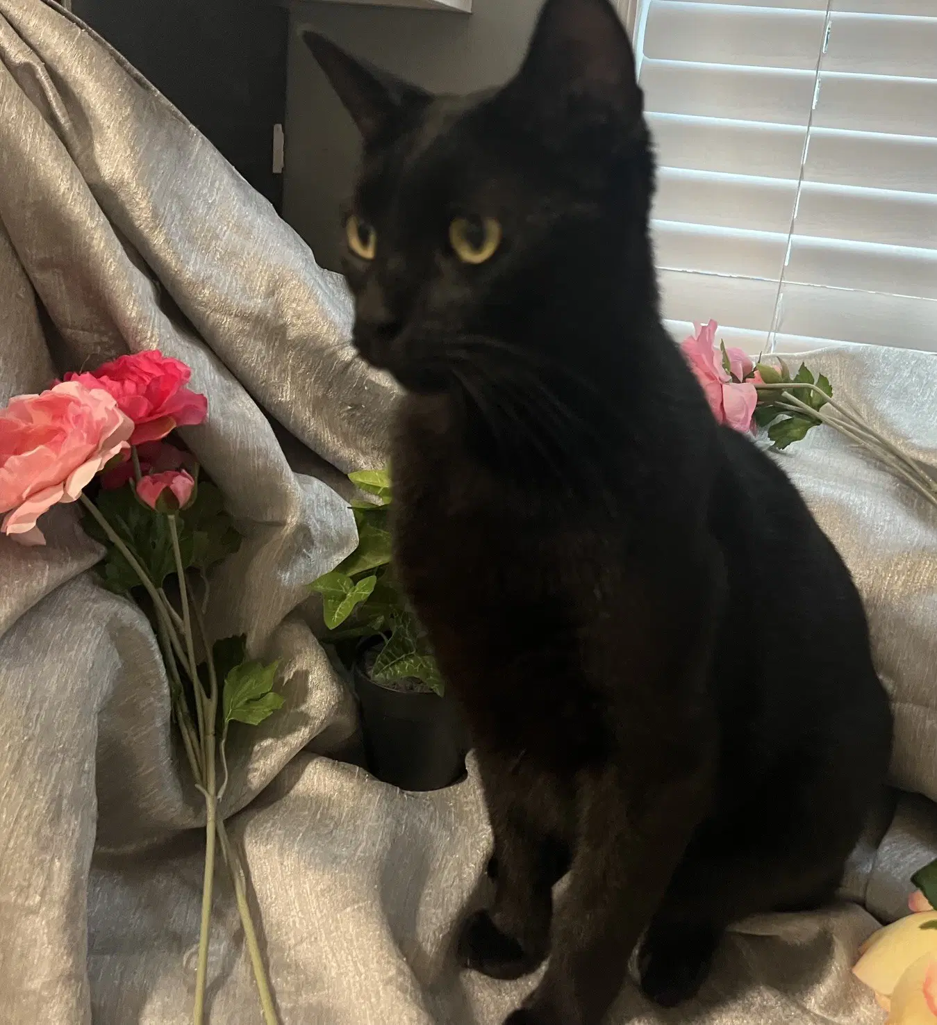 Versace-Aka Owen - Domestic Short Hair