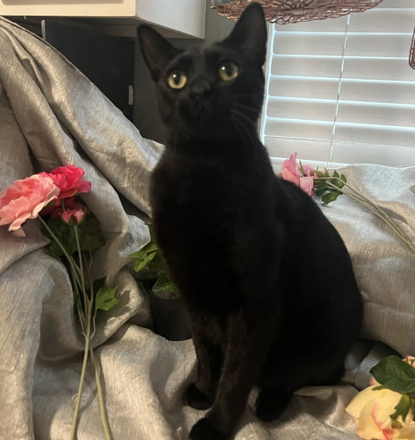 Versace--Aka: Owen