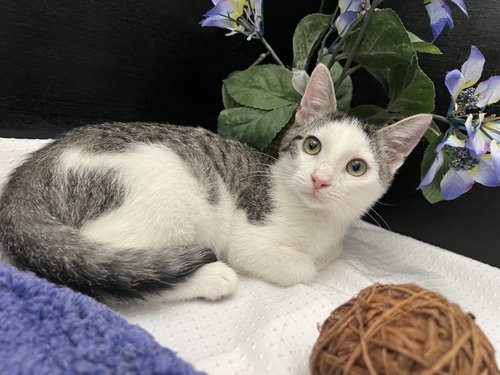 Nix, a cat for adoption from RescueCats, Inc.