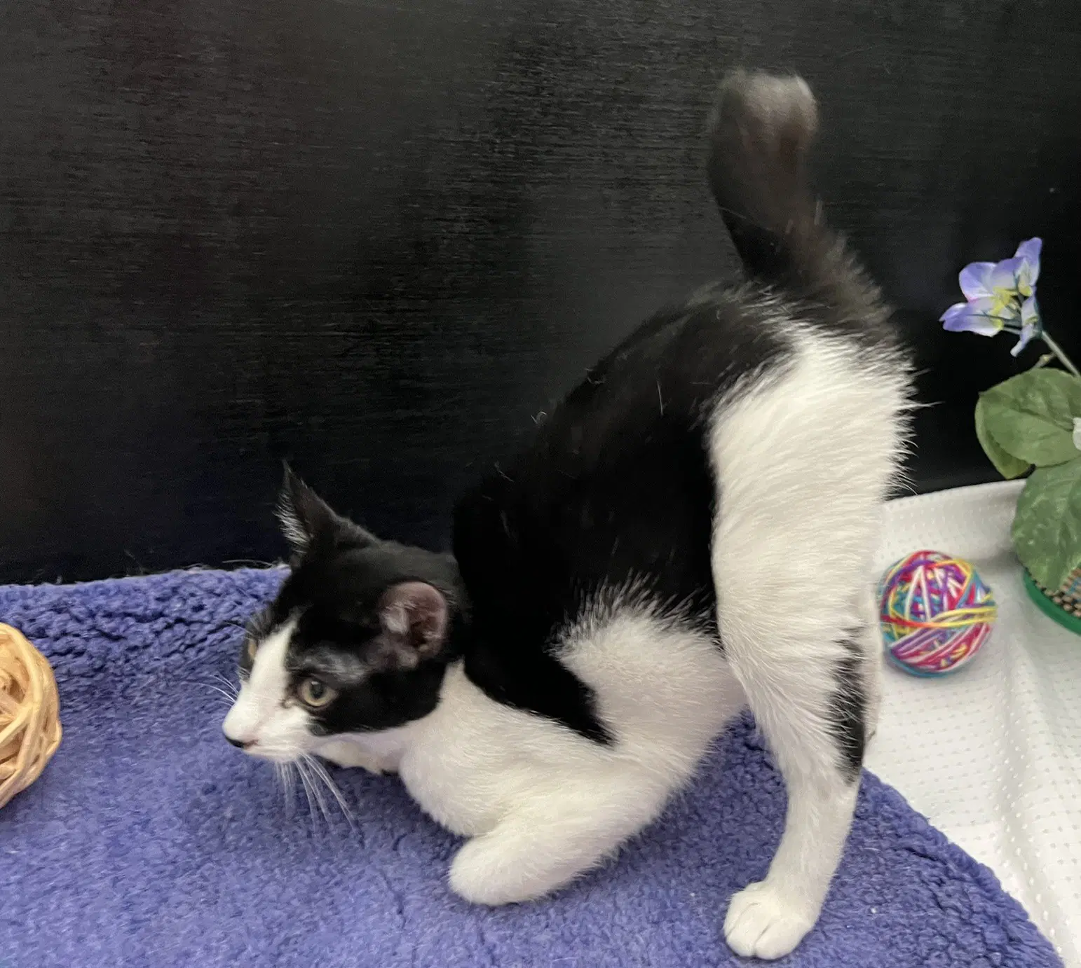 Kit - Bobtail