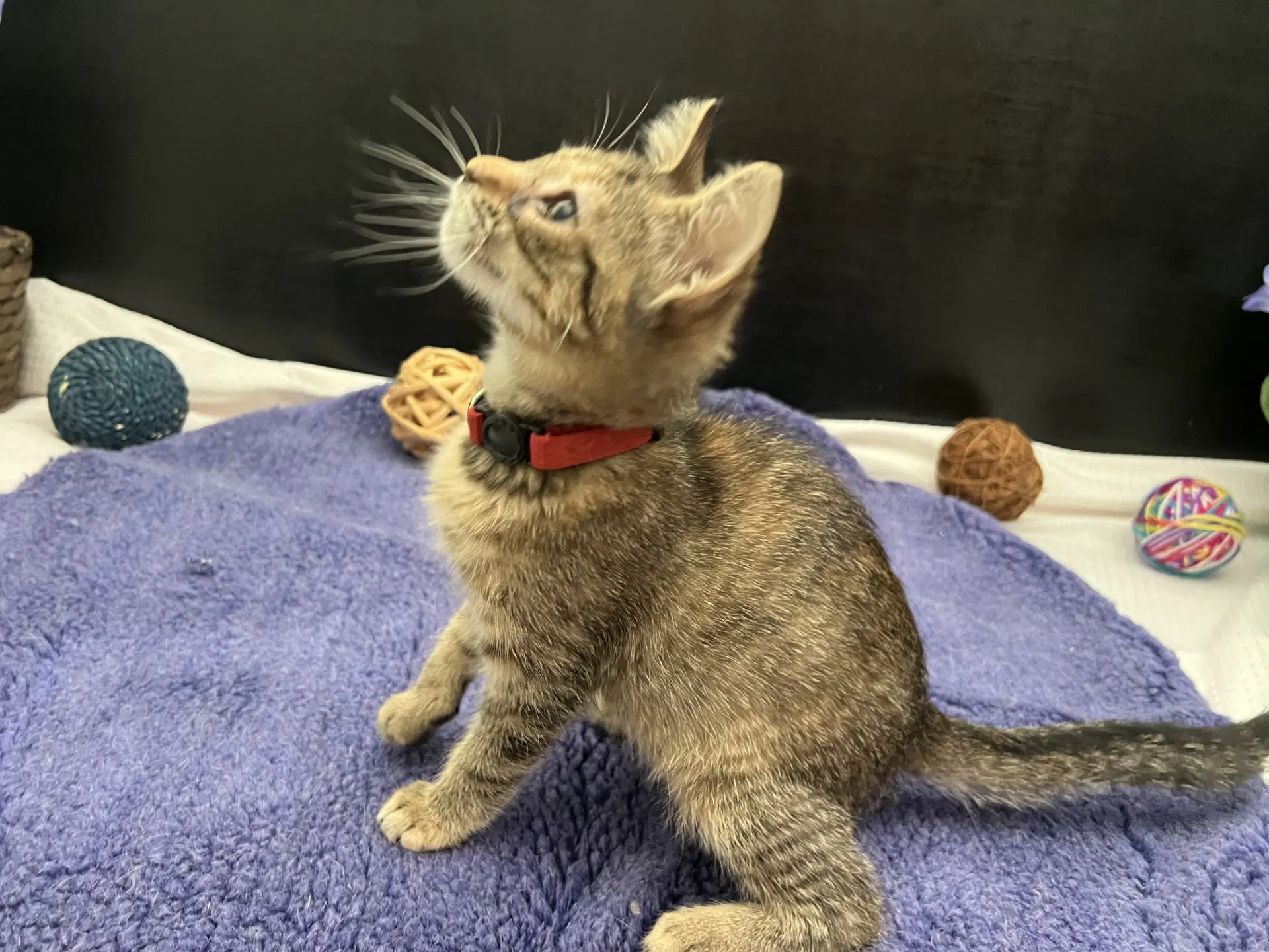 Sweet Pea - Tabby