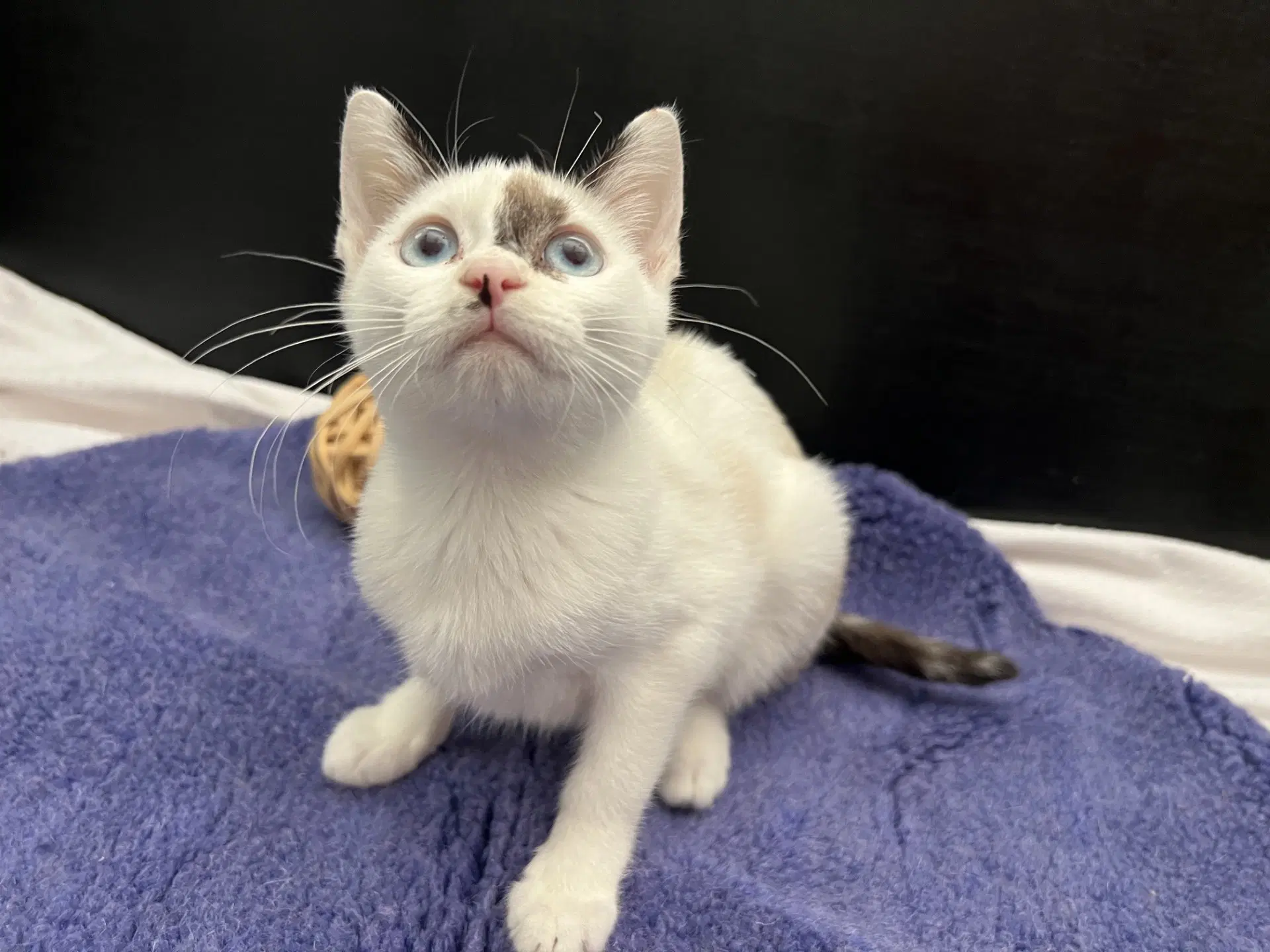 Nieve - Siamese