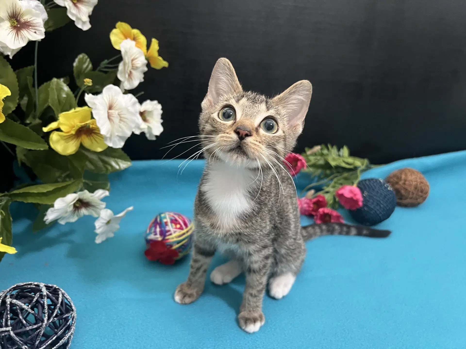 Bubbles - Tabby