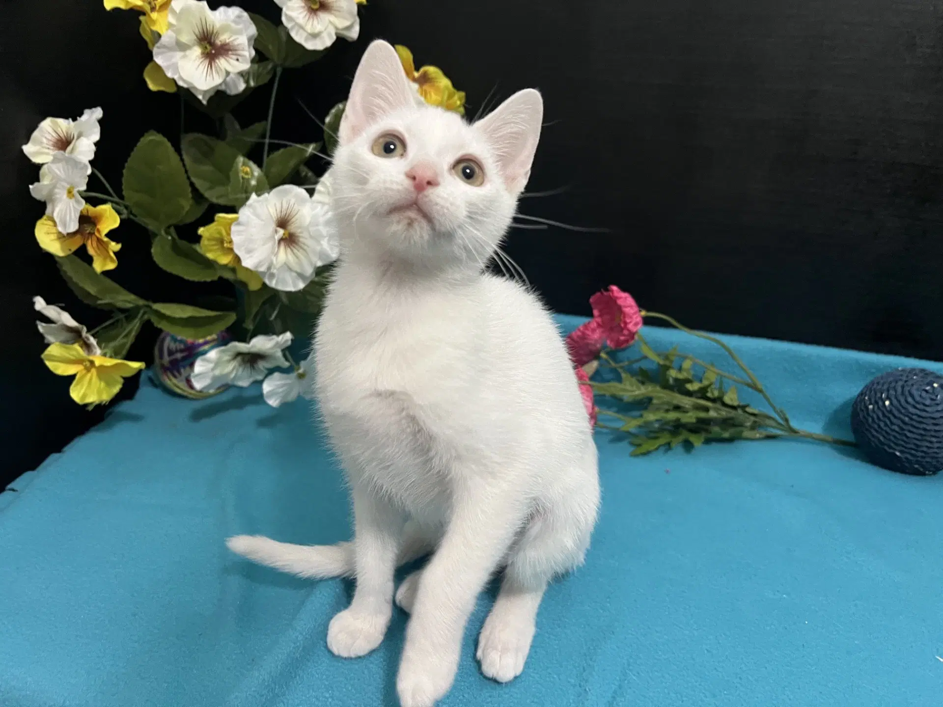 Luna - Domestic Short Hair