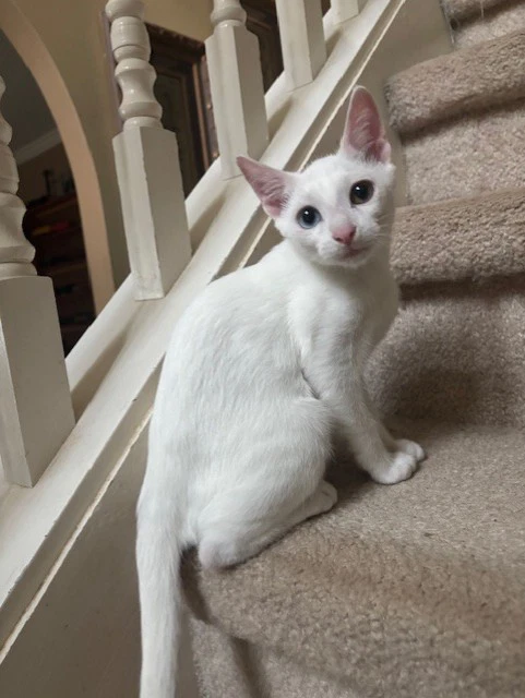Qtip