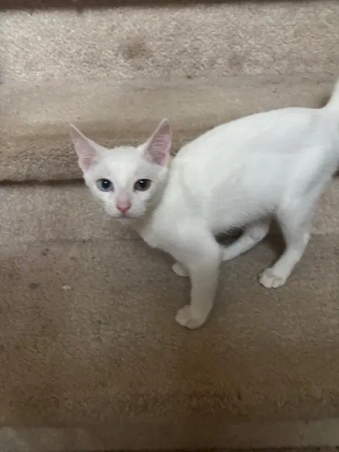Qtip image 2