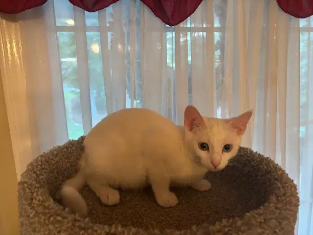 Snowflake - Domestic Short Hair