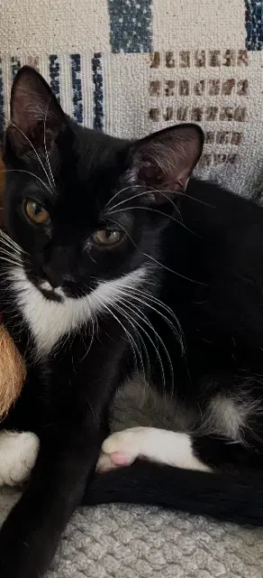 India - Domestic Short Hair