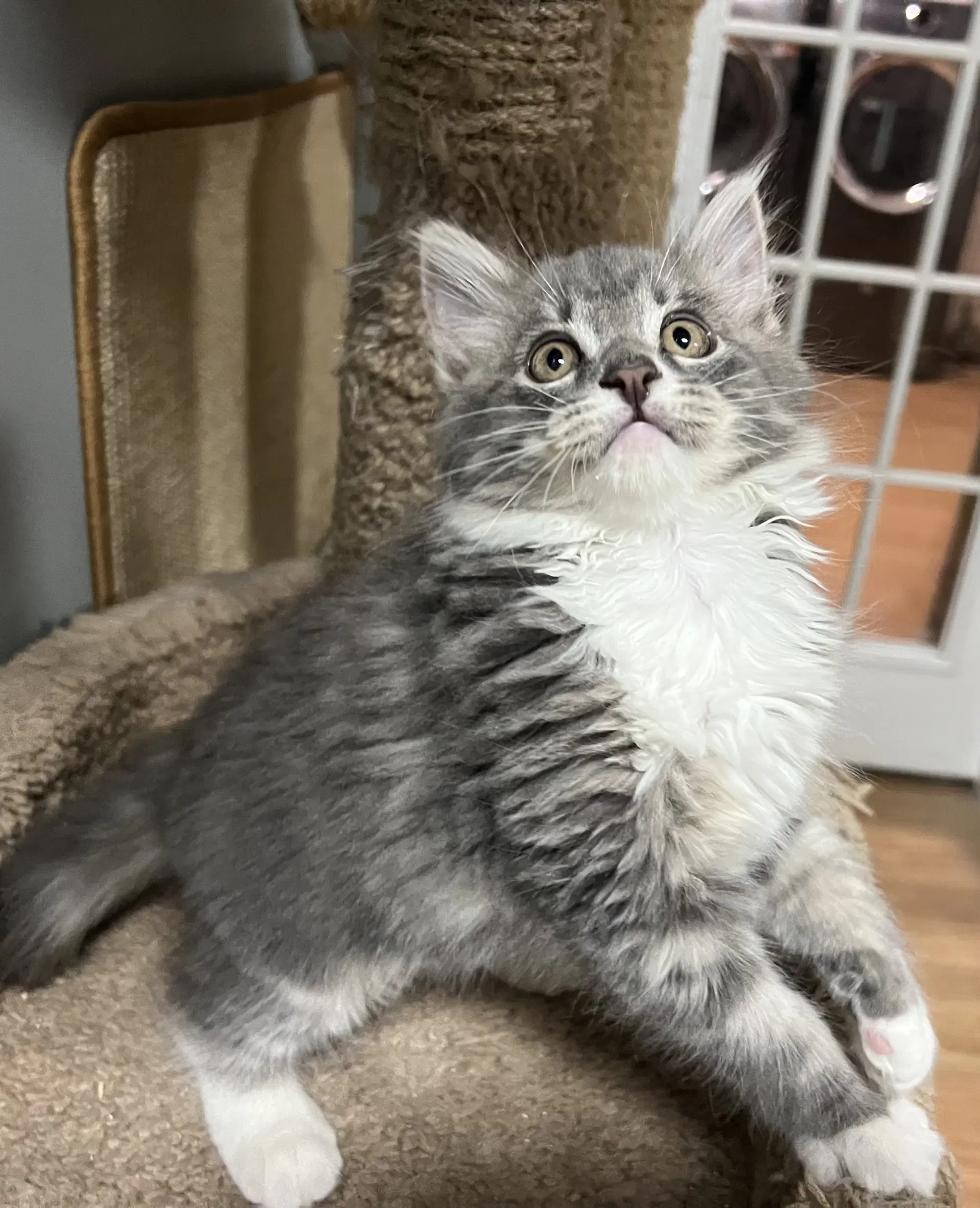 Moth - Tabby