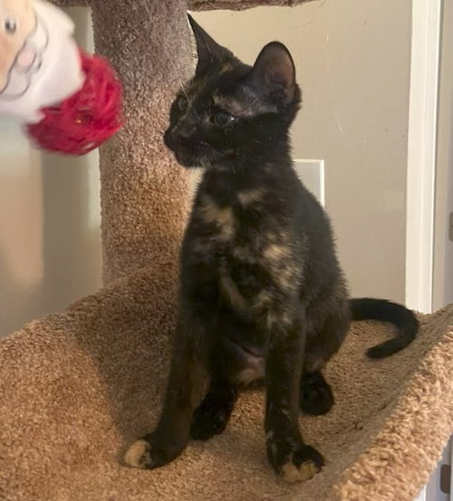 Sadie, a cat for adoption from RescueCats, Inc.