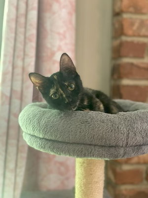 Sadie, photo 3