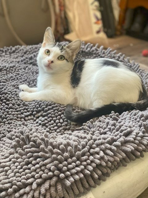 Minnie, a cat for adoption from RescueCats, Inc.