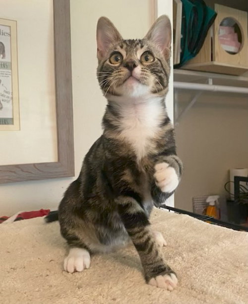 Moby, a cat for adoption from RescueCats, Inc.