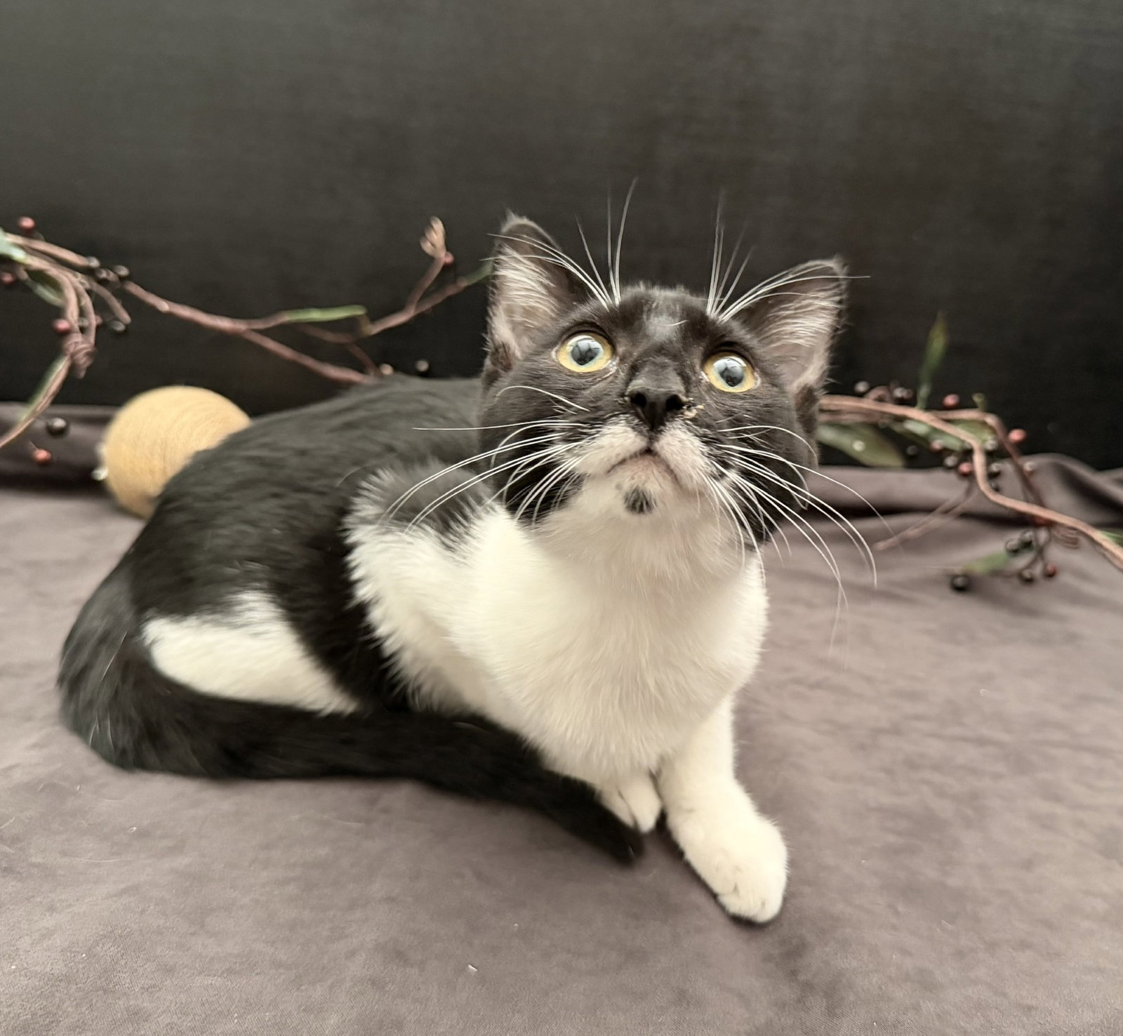 Kanga, Domestic Short Hair