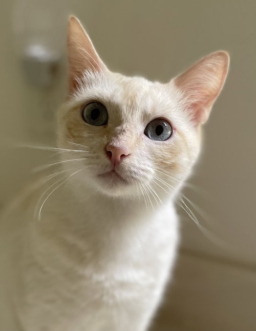 Crème Brulee, a cat for adoption from RescueCats, Inc.