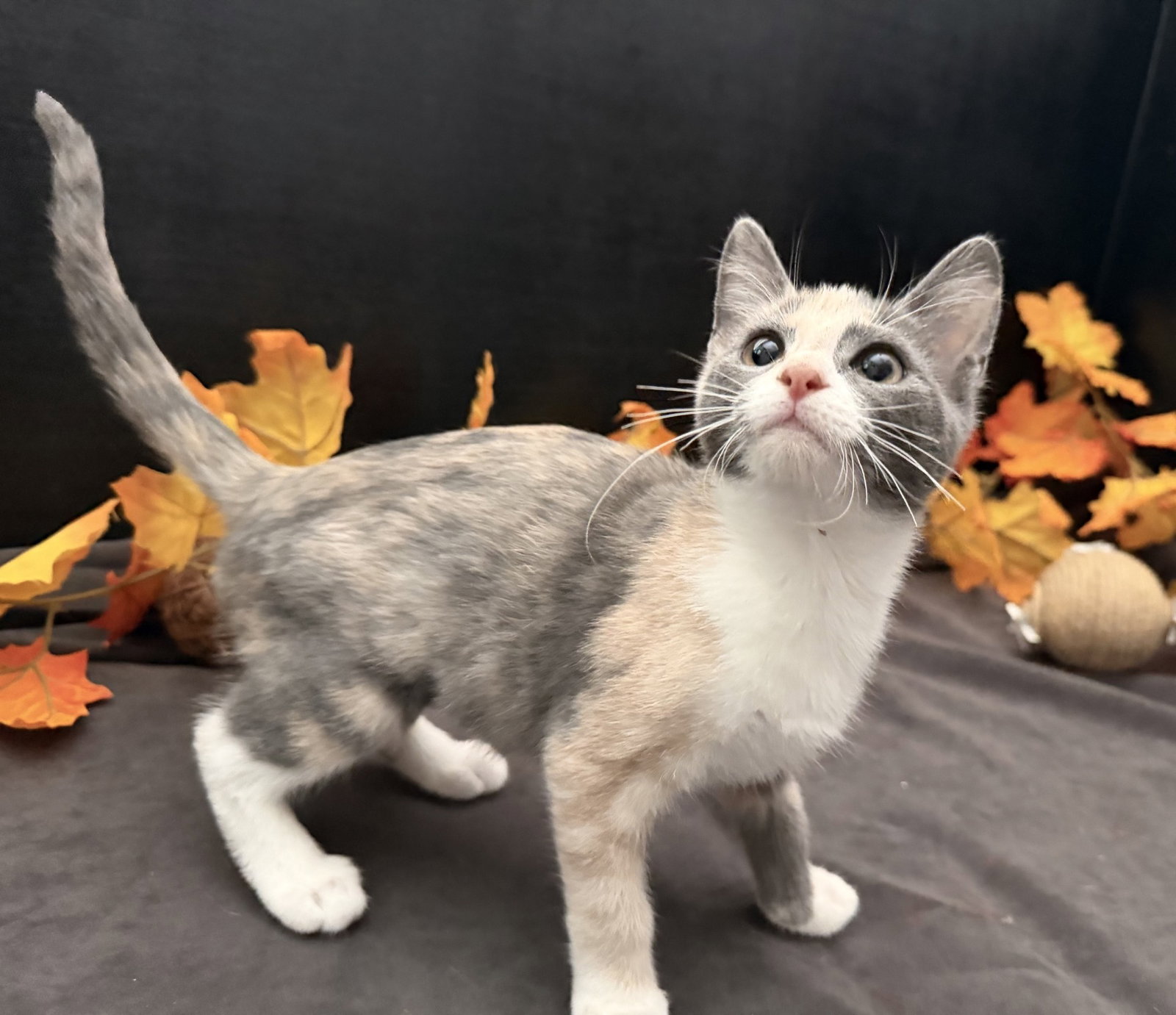 Rusty, Dilute Calico