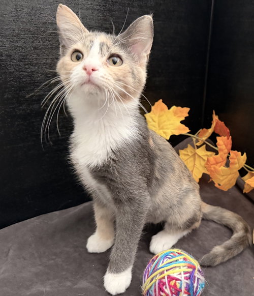 Robin, a cat for adoption from RescueCats, Inc.