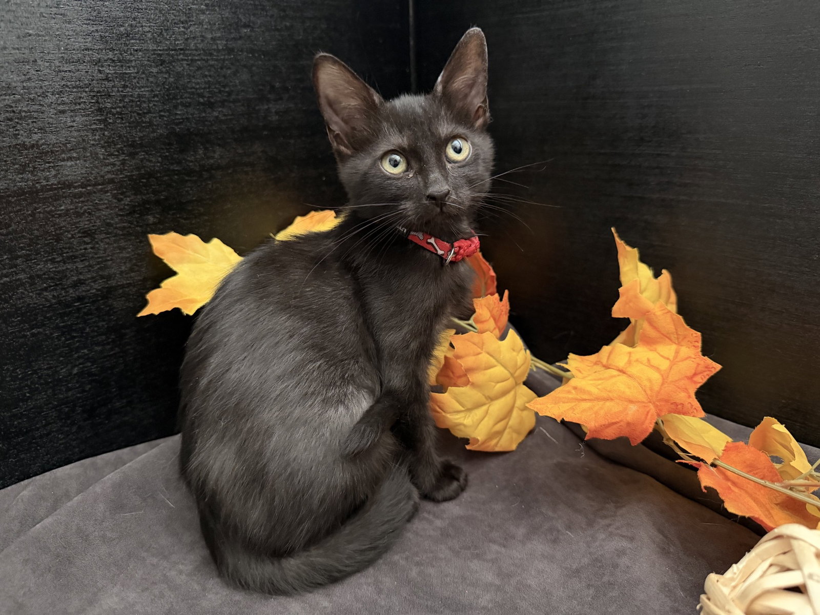 Tonya, Domestic Short Hair