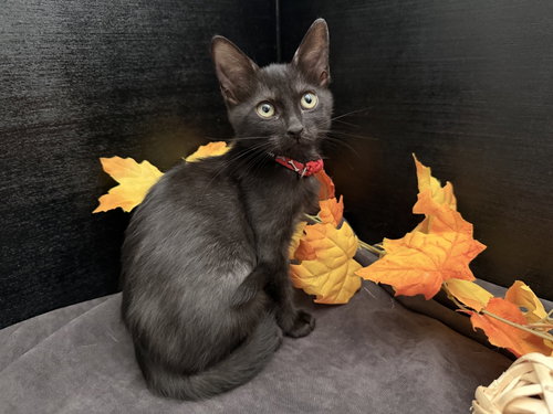 Tonya, a cat for adoption from RescueCats, Inc.