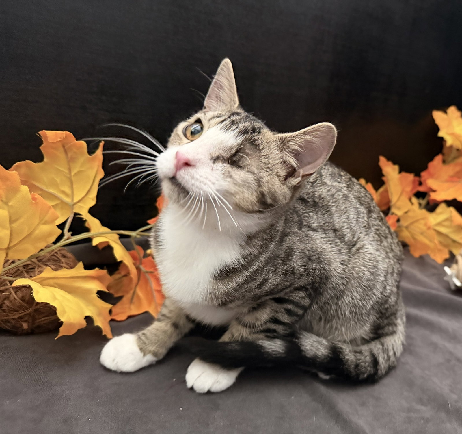 Precious, Tabby