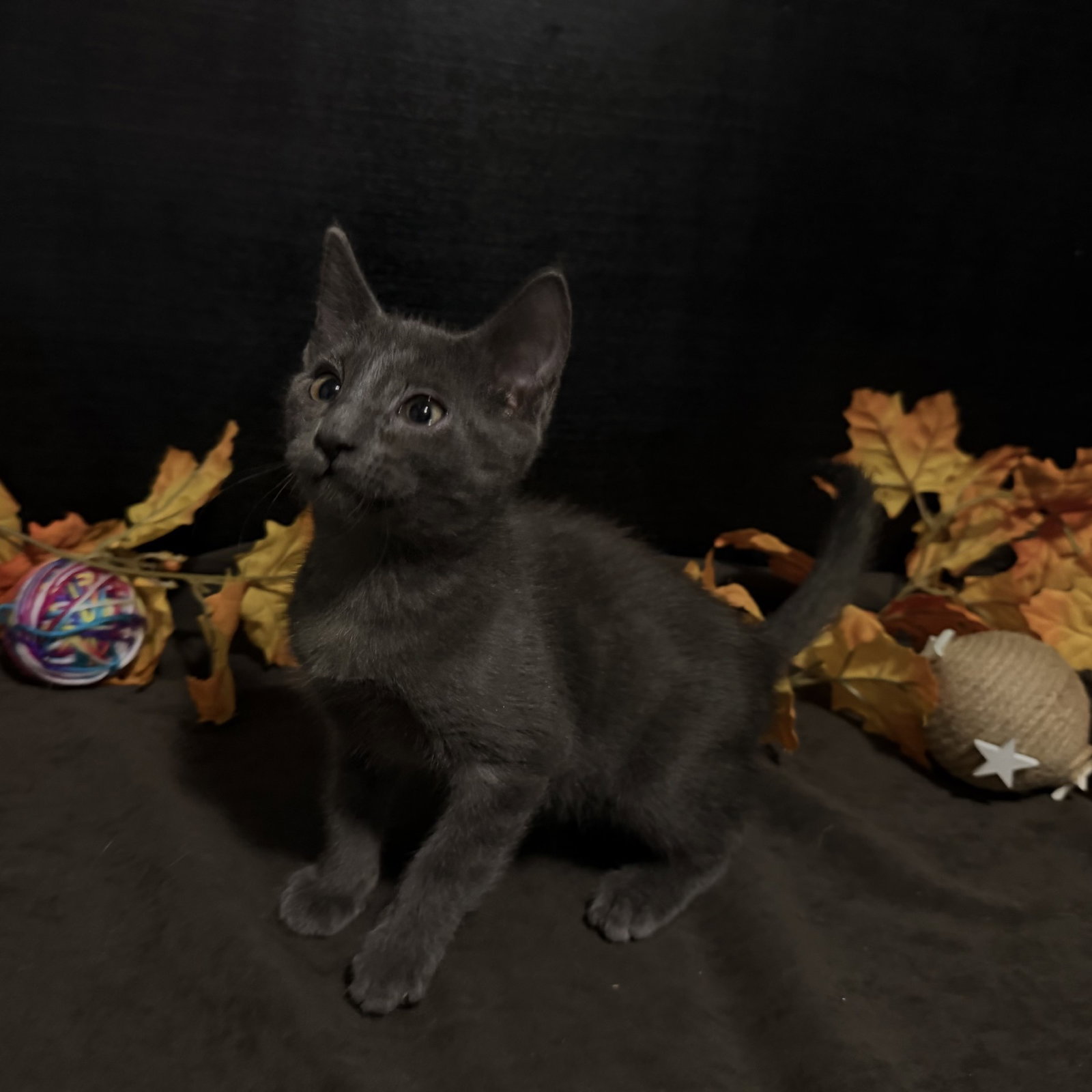 Lewis, Domestic Short Hair