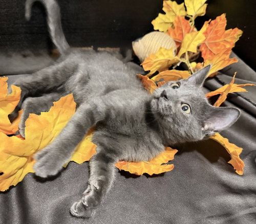Lewis, a cat for adoption from RescueCats, Inc.