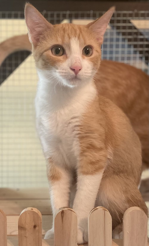 Custard, a cat for adoption from RescueCats, Inc.