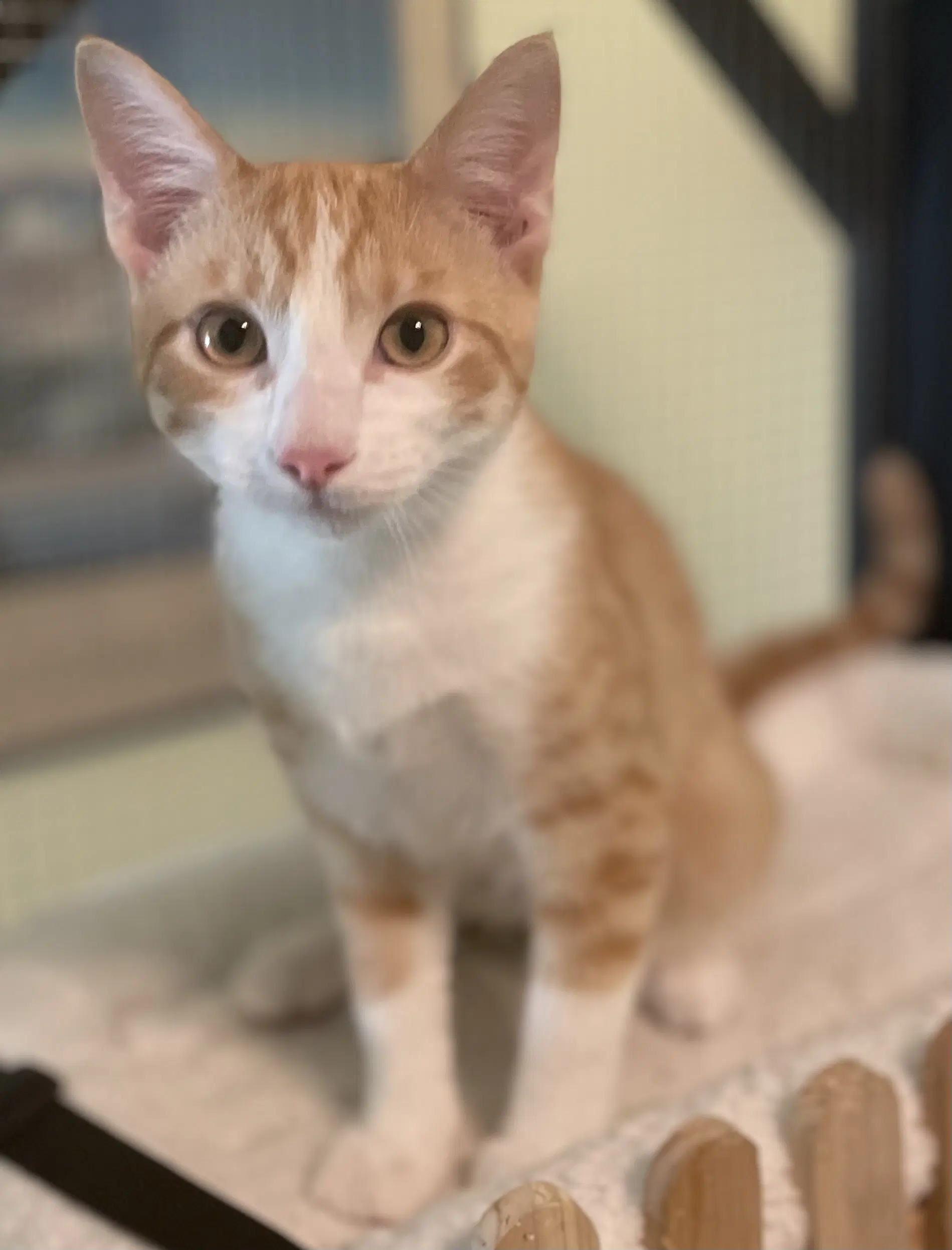 Sherbet - Domestic Short Hair